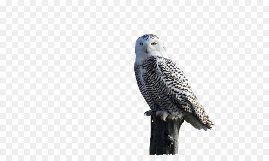 Owl Hawk Fauna Adler Schnabel - Eule