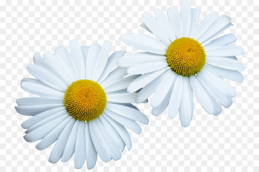 Daisy chung Máy tính Biểu tượng Hoa Clip nghệ thuật - hoa