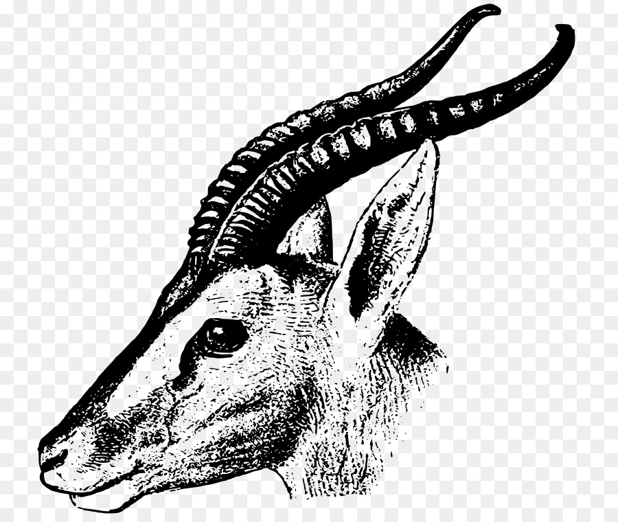 Soemmerring ' s gazelle Impala Clip art - Gazelle
