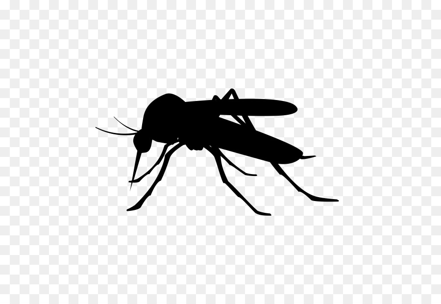Mosquito Clip art - zanzara