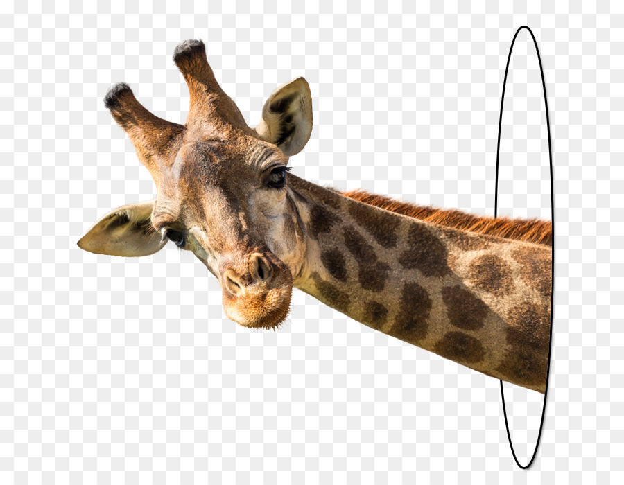 Giraffe Stock Fotografie lizenzfrei - Giraffe