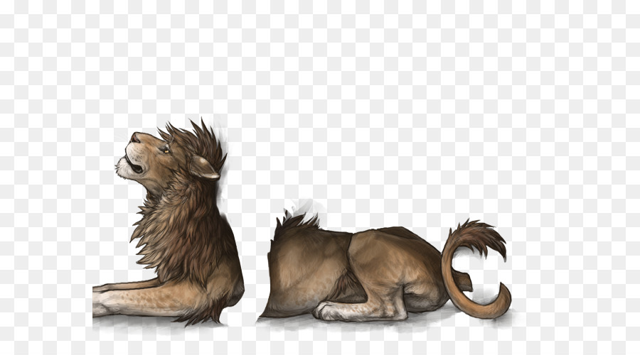 Con sư tử Lớn mèo Boerboel - sư tử