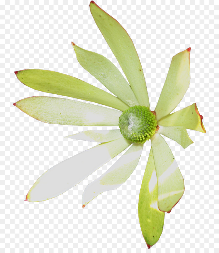 Blütenblatt Blume Pflanze Vorbau - blume
