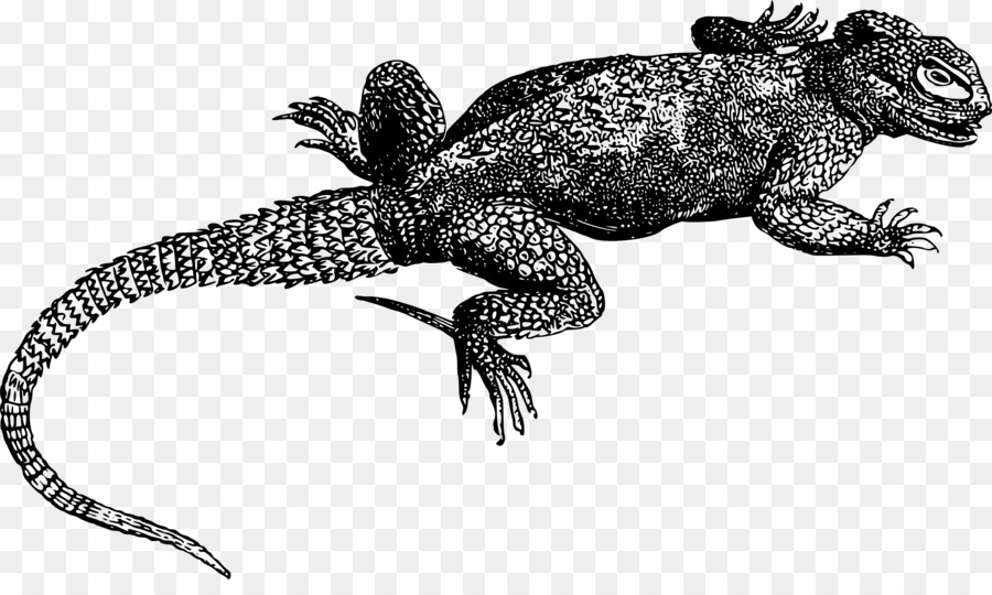 Eidechse Reptilien-Gecko, der Komodo Drachen, Chamäleons - Eidechse