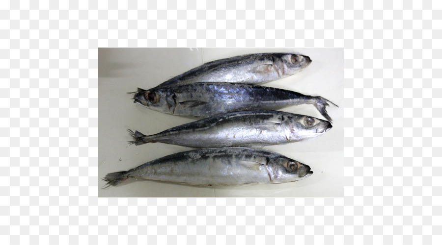 Sardine Pacific saury Fish Produkte Makrele - Fisch