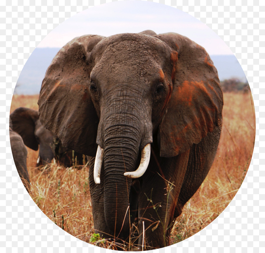 Ấn độ, con voi Phi Ngà voi động vật hoang Dã - không môi trường
