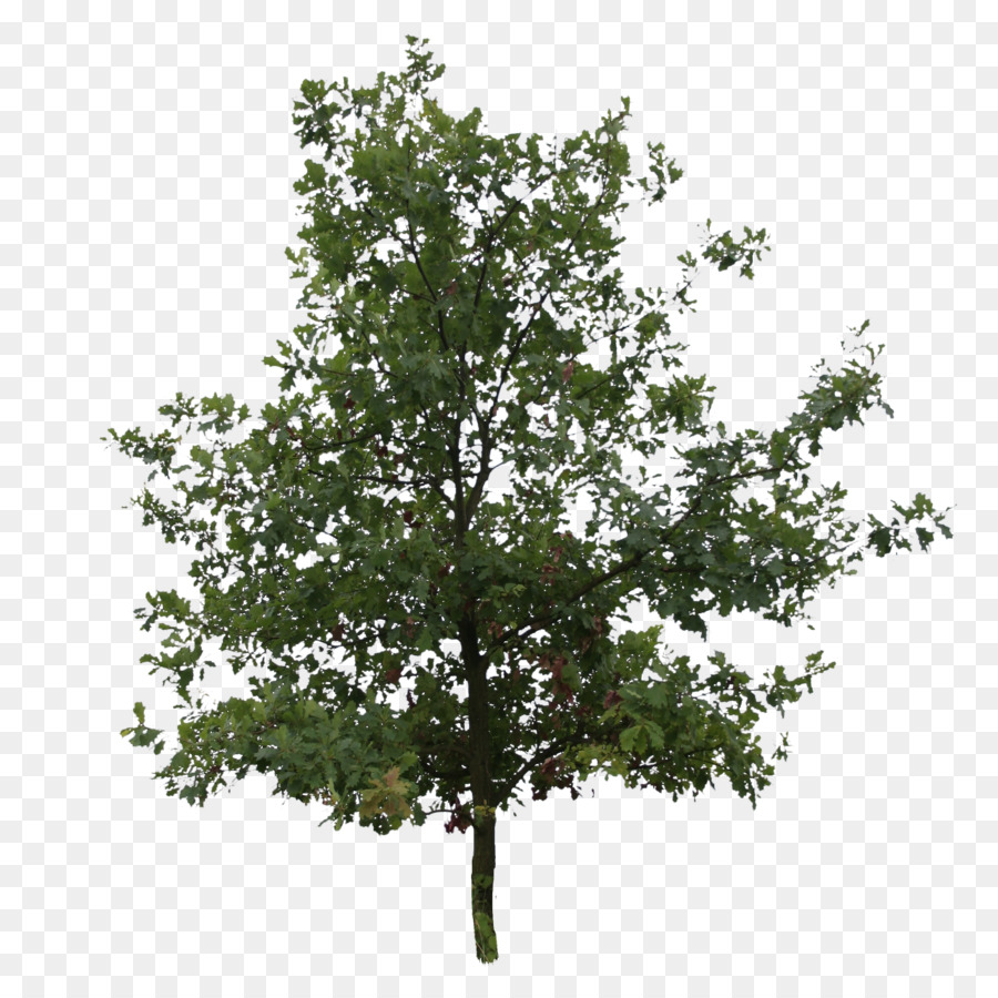 Inglese in rovere Meridionale live oak Tree Nord Quercia Rossa Pianta - albero