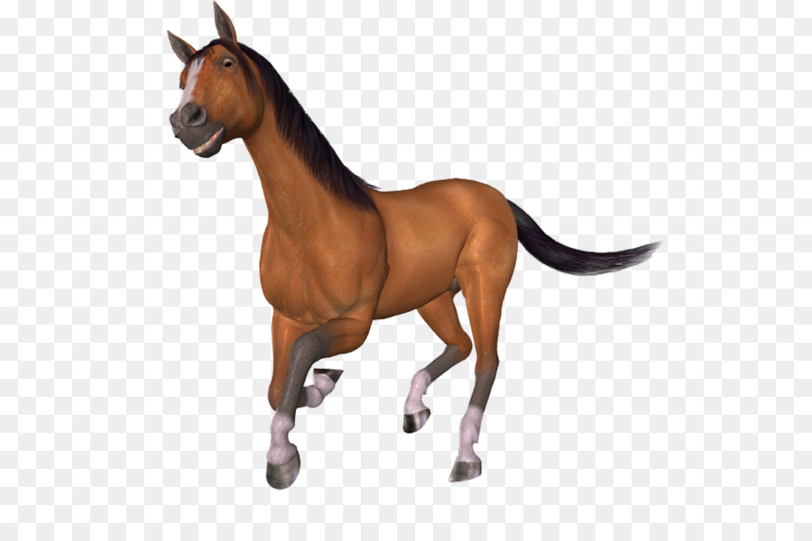 Mustang Ngựa Ngựa Bàn Chải - mustang