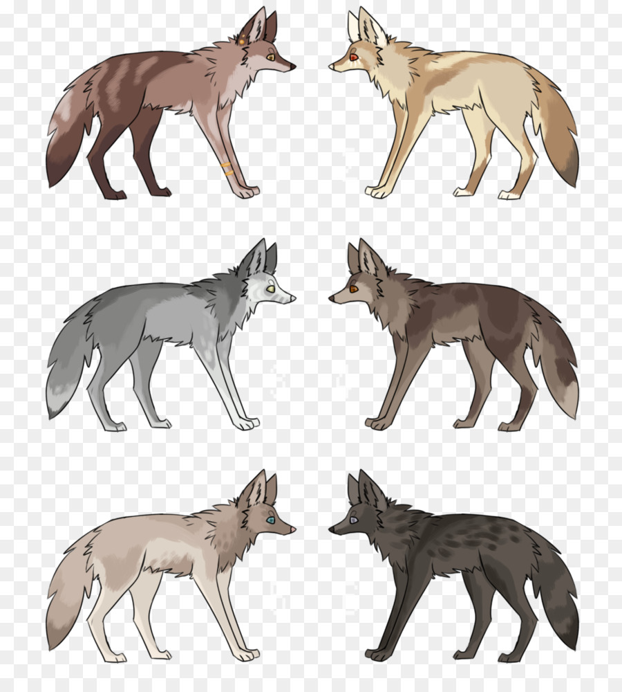 Red fox Grau wolf, Kojote, Schakal Fauna - wilder Kojote