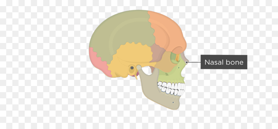 Cranio osso dell'Anca, Umano, scheletro di Bacino - teschio e ossa