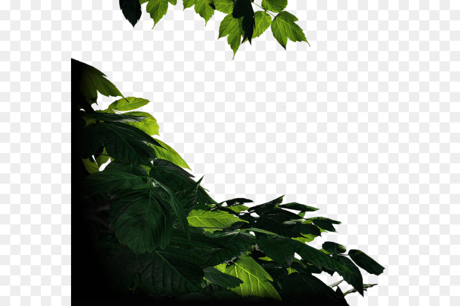 Herb Leaf Verzweigung - Blatt