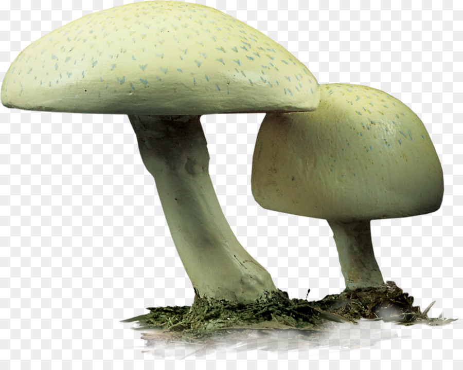 Agaricaceae funghi Commestibili - Design