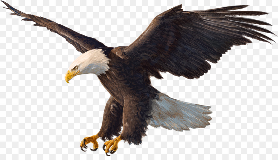 Bald Eagle Zeichnung - Adler