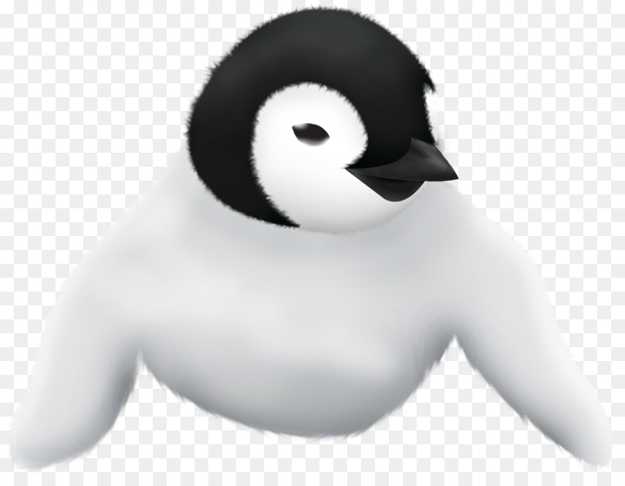 Anatra Pinguino Naso A Becco - anatra