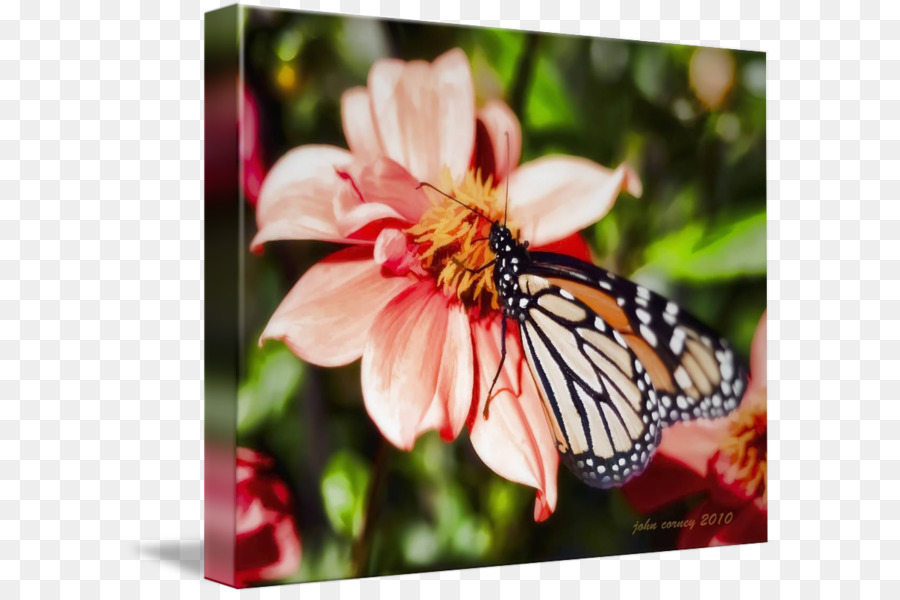 Monarch butterfly Pieridae Pinsel-footed Schmetterlinge Nektar - Schmetterling