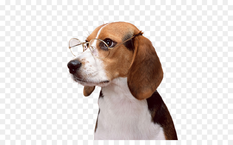 Cucciolo di Beagle Bassotto English Foxhound Cane di razza - cucciolo