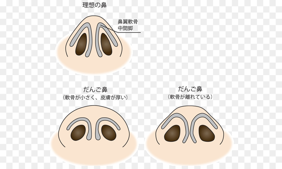 Nose Nasalis muscle Unseren Dango Face - Nase