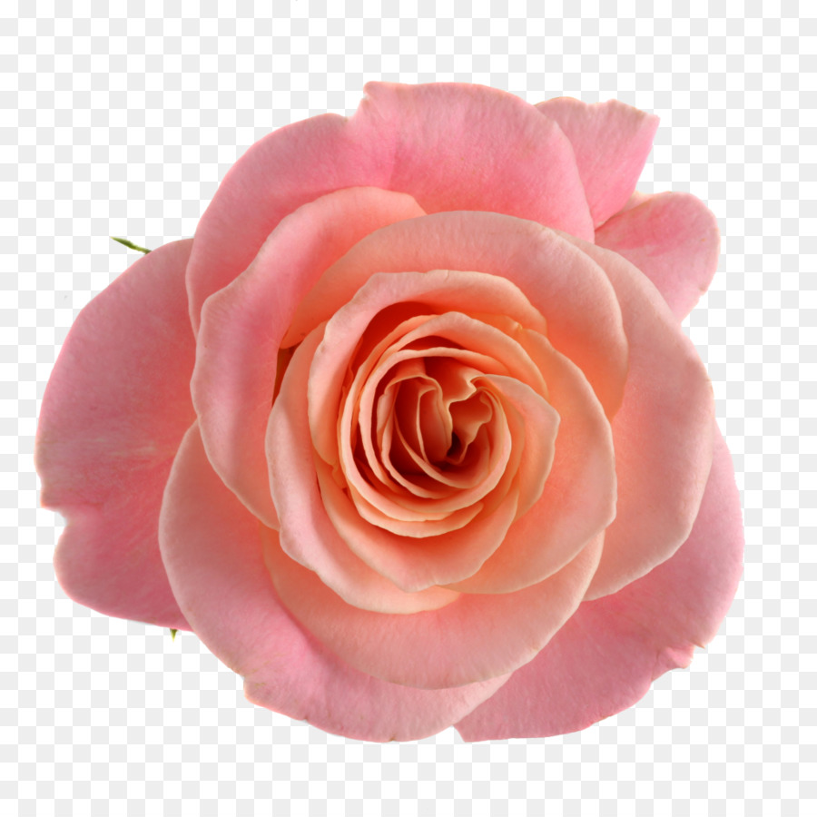 Le rose da giardino di Cavolo rosa Floribunda Rosa fiori recisi - fiore
