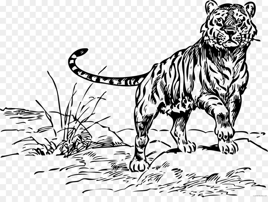 Tiger Katze Malbuch-Löwe Clip art - Tiger