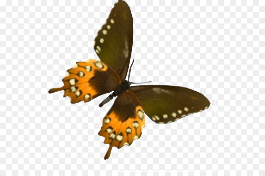 Monarch Schmetterling Pinsel footed butterflies Mister Lächeln der Freude Park Der Vajont Staudamm Katastrophe - Schmetterling
