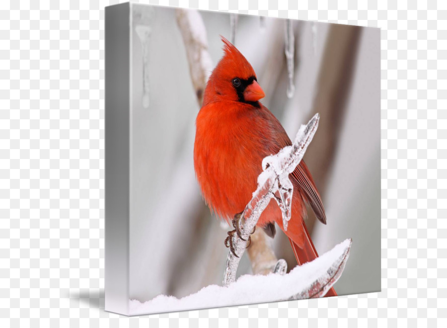 Fringuelli Fauna Becco Piume - il cardinale disegno