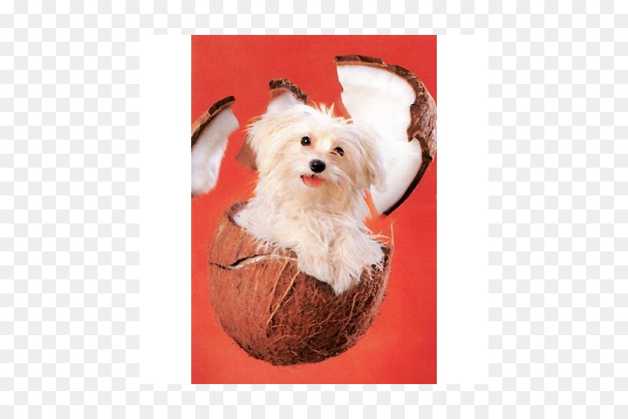 Maltese cane Havanese cane Morkie Cucciolo Schnoodle - cucciolo