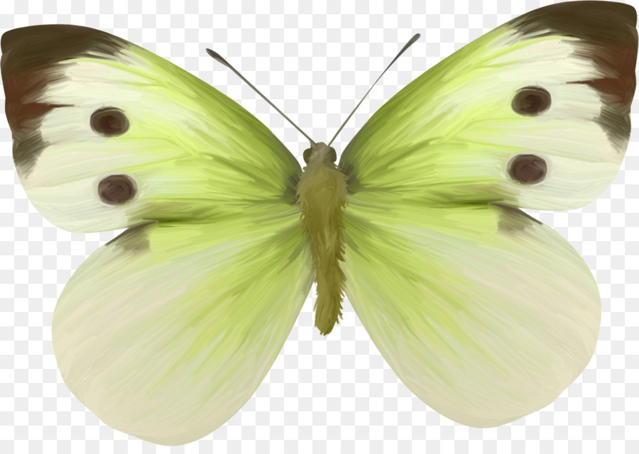 Getrübt gelb-Pinsel-footed Schmetterlinge Pieridae Falter Clip-art - jade guanyin