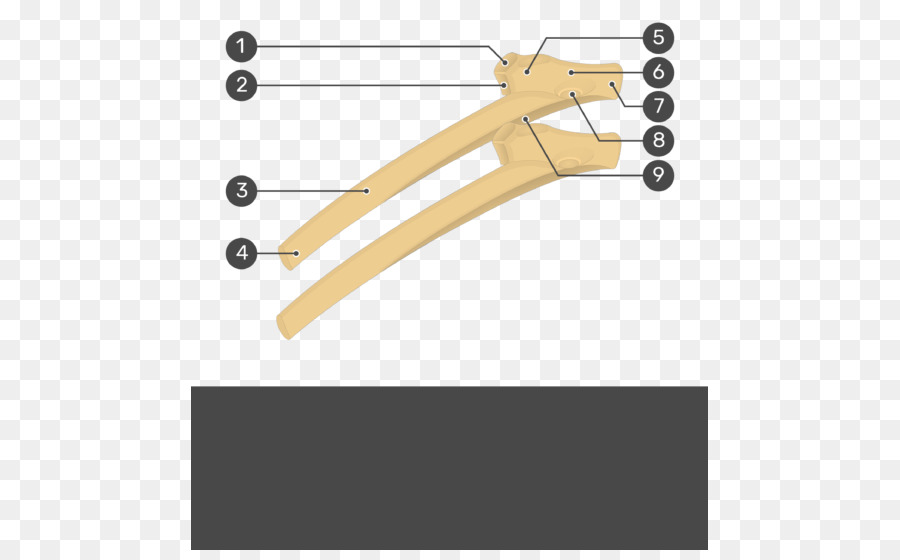 Gabbia toracica, Anatomia del Cuore scheletro Umano - cuore