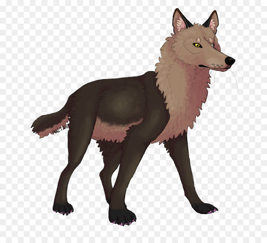 Hund der Rasse Red fox Schakal Fauna - Hund