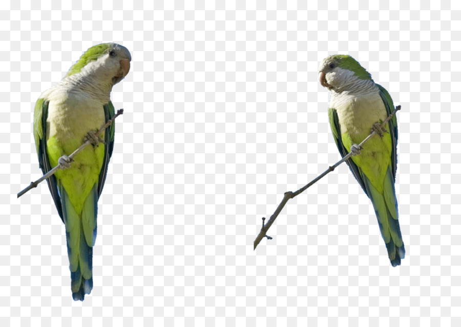 Pappagallino Ondulato Agapornis Pappagallo, Macaw Arte - uccello