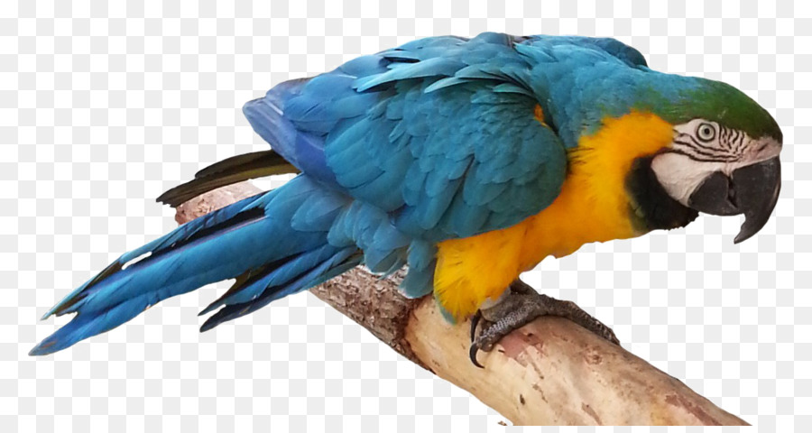 Wellensittich Wellensittich True parrot Clip-art - Vogel