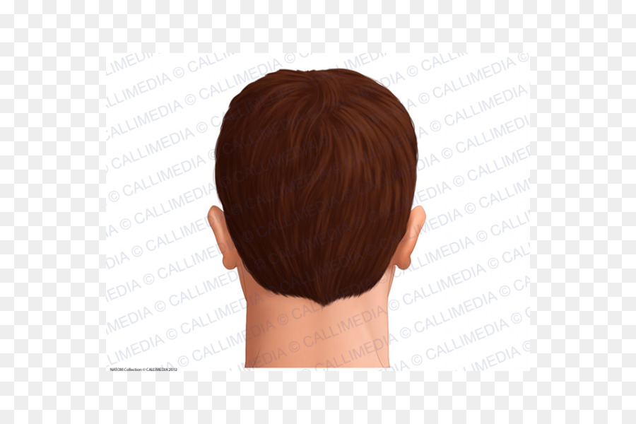 Kopf-Anatomie Der Haut-Haar-Mann - Haar