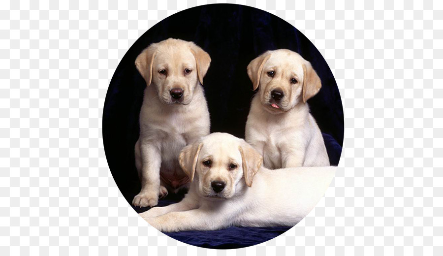 Labrador Retriever-Golden Retriever-Welpe-Kätzchen - Golden Retriever