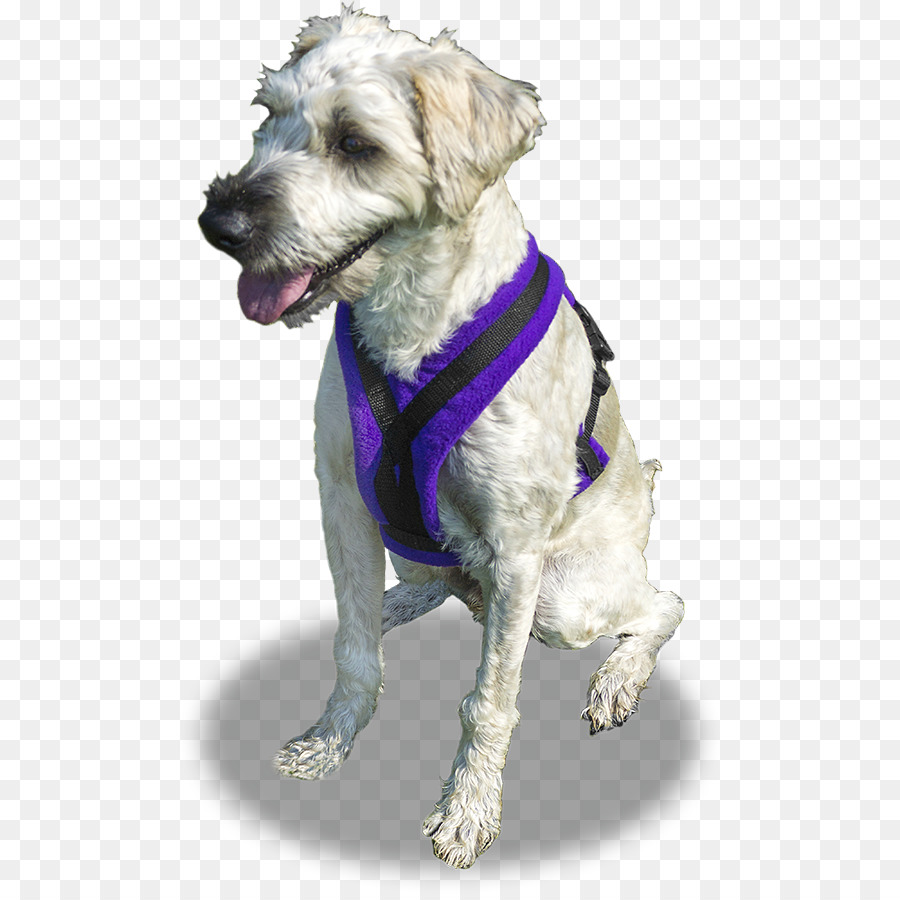 Schnoodle Cane, Cane di razza cablaggio Compagno cane collare di Cane - imbracatura per cani da salvataggio