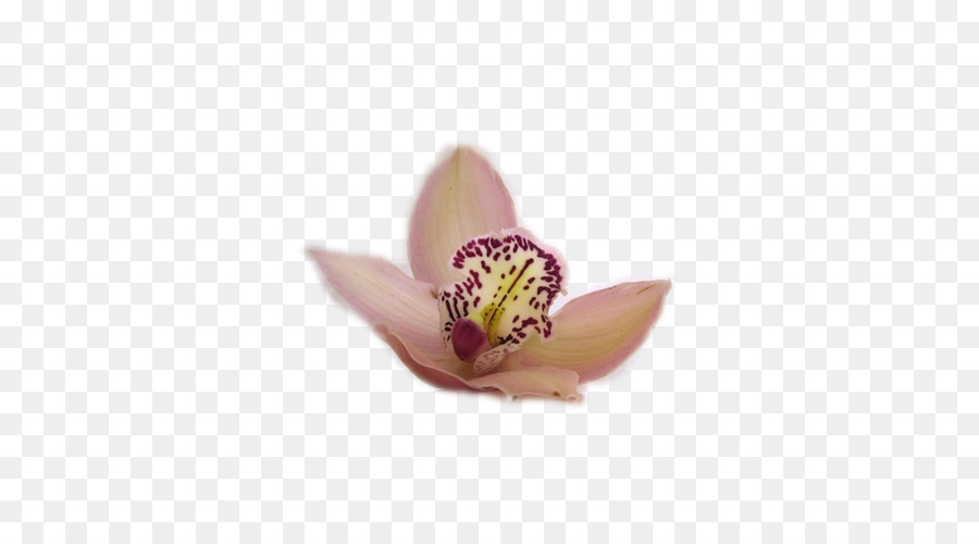 Moth Orchideen Lila - lila