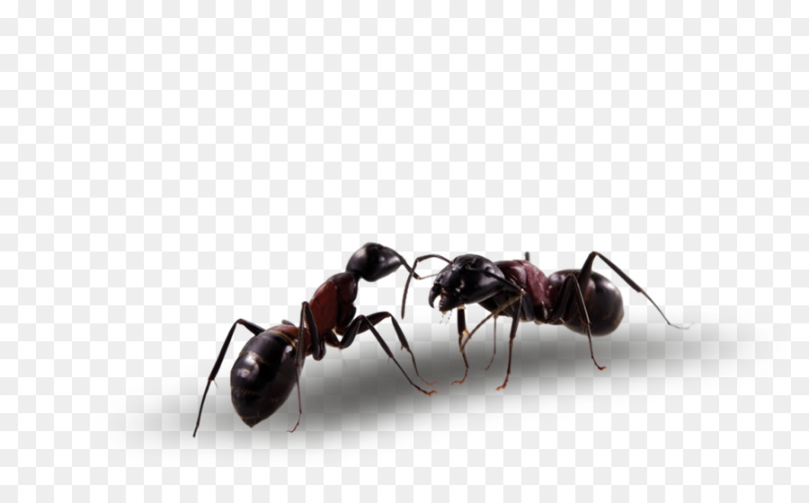 Ant Cartoon