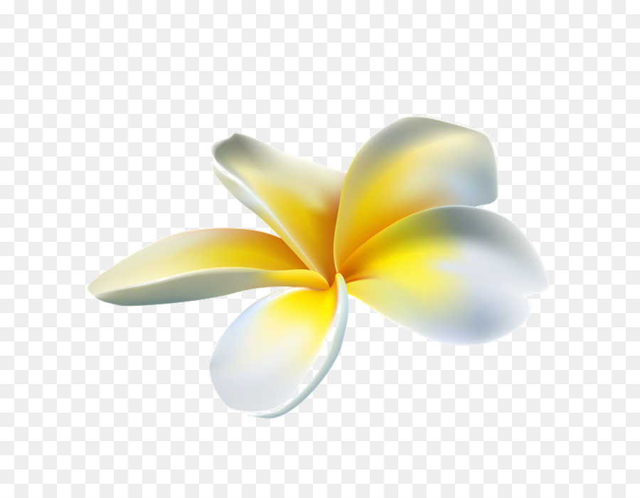 Frangipani Petal Flower Clip art - Frangipani