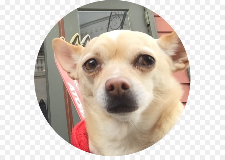Chihuahua Cane razza Cucciolo di cane da compagnia cane Giocattolo - cucciolo