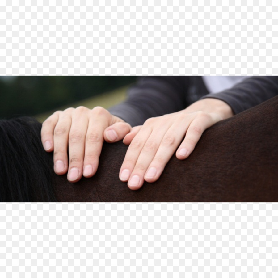 Cavallo Tierheilpraktiker Fisica terapia di Agopuntura, kinesiologia Applicata - cavallo