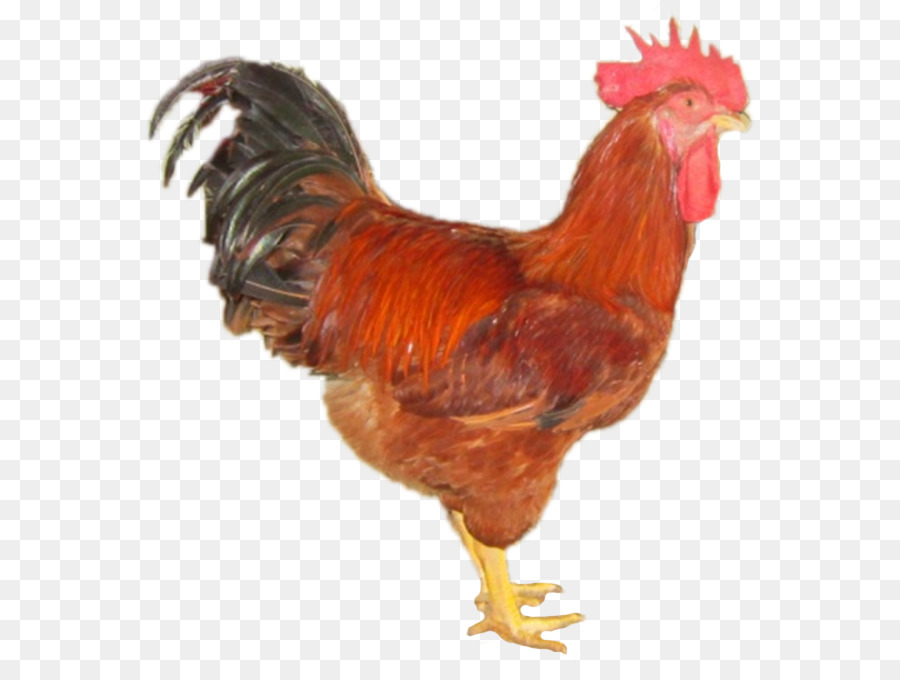 Rooster Gà ta lai Bệnh Cầu trùng gà Daftar jenis ayam Poultry - Dê