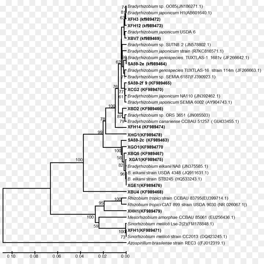 Nukleinsäure Sequenz Sequenzanalyse, Phylogenie Neighbor joining Bakterien - Afrika Baum