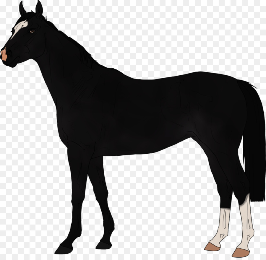 Cavallo arabo Morgan horse Barb cavallo Horse show - bts teste