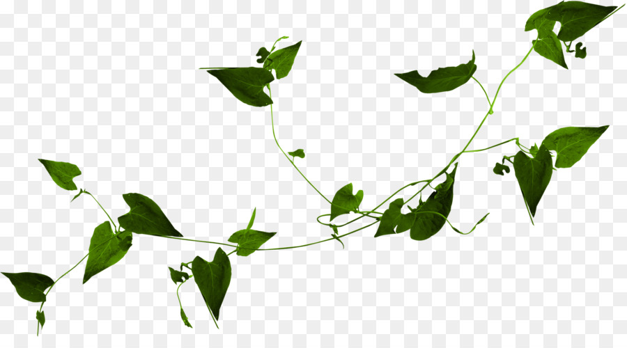 Leone pianta a Fioritura staminali Vegetali Clip art - impianto