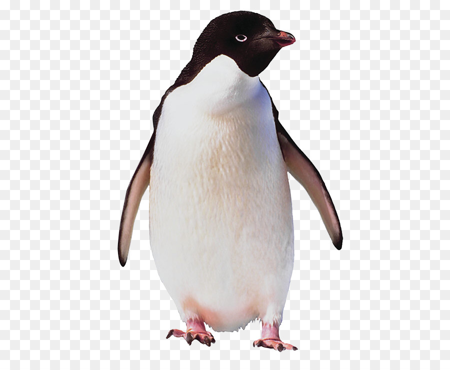 Pinguino imperatore uccello pinguino di Adélie Antarctica - Pinguino