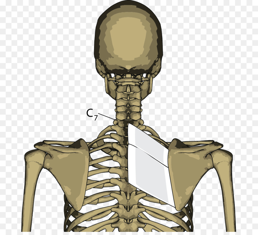 Romboidale muscoli Romboidi muscolo grande Scheletro Comune - scheletro