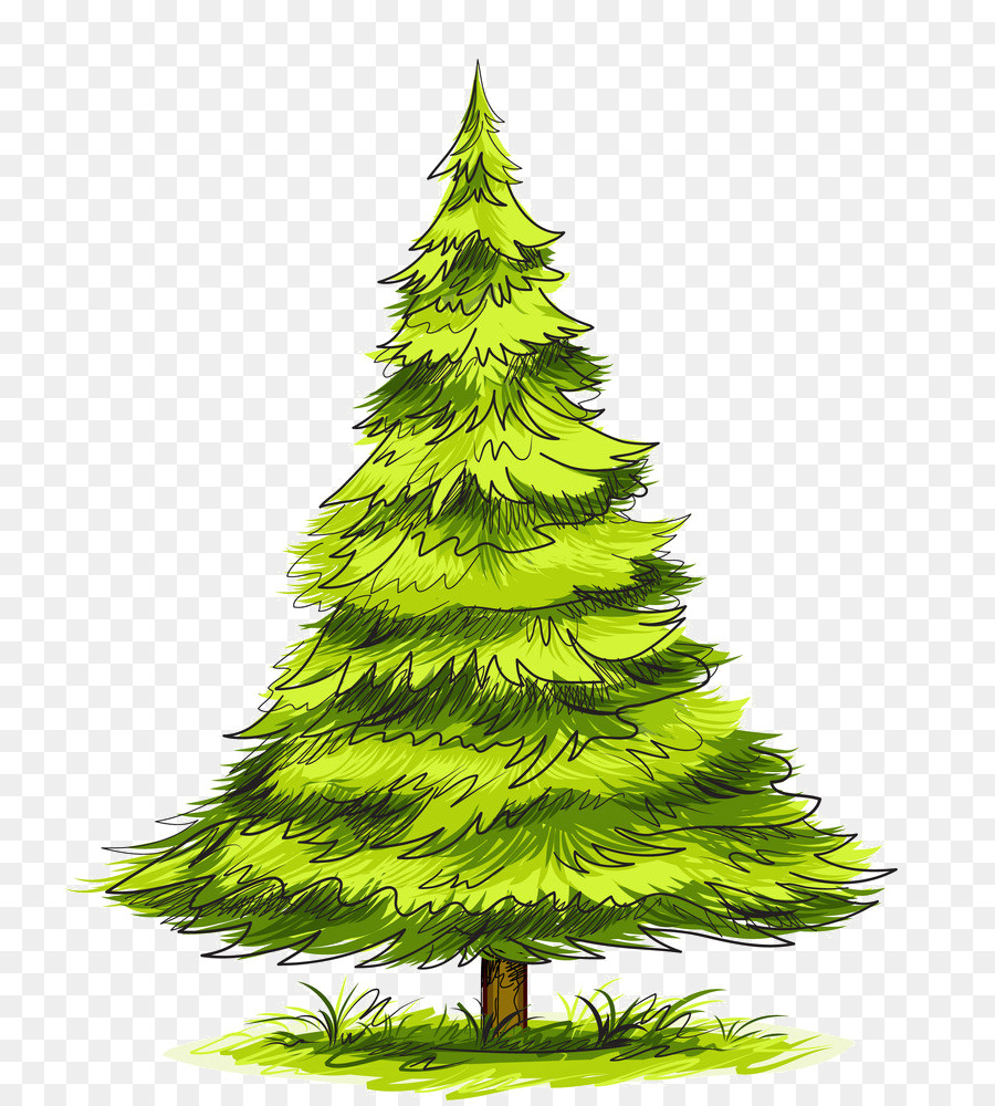 Evergreen Tree - pine tree - CleanPNG / KissPNG