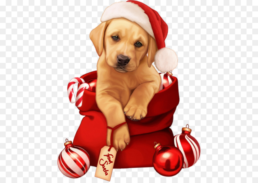 Chó Rottweiler Mới Giáng Sinh Năm 0 - con chó con
