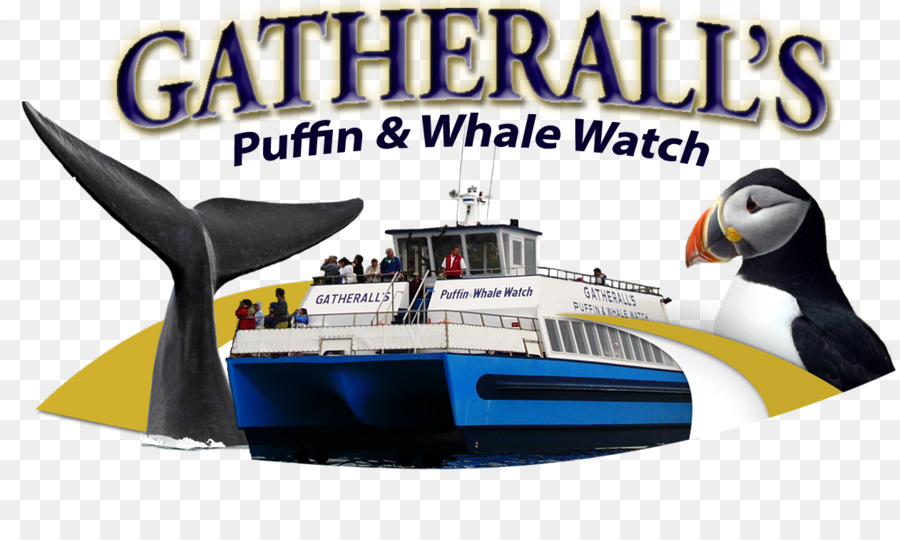 Gatherall la pulcinella di mare & Whale Watch di San Giovanni Capitano Wayne Escursioni Marine Cetacea di Whale watching - altri