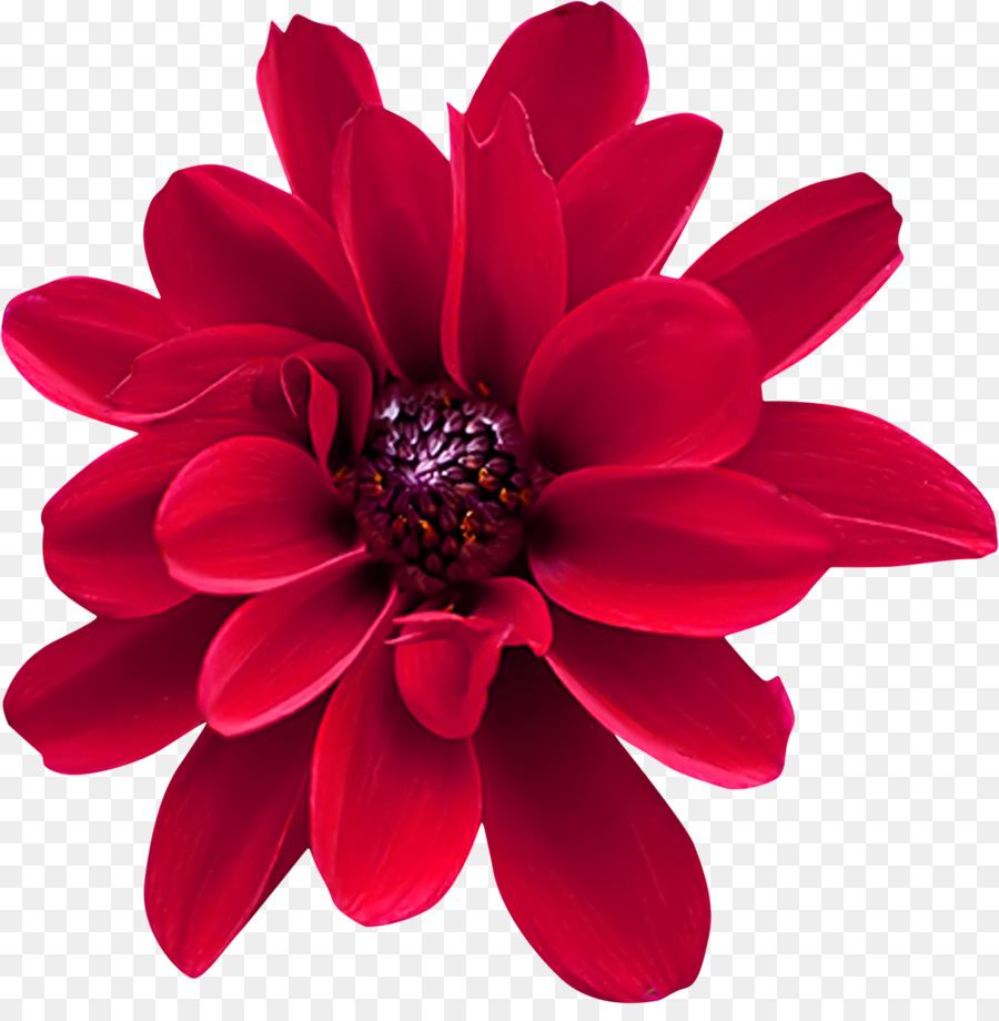 Dahlia Đỏ Cắt hoa món Quà - hoa