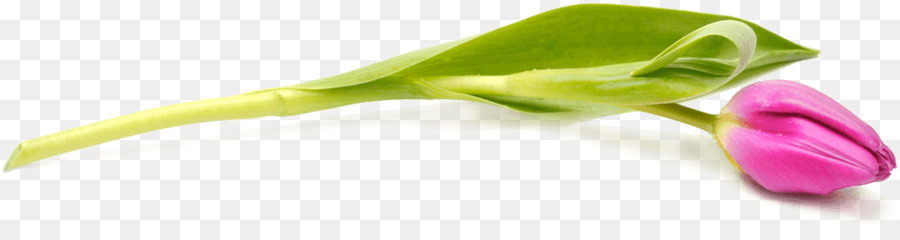 Tulip Schriftsteller Blütenblatt Autor - Tulpenschatten